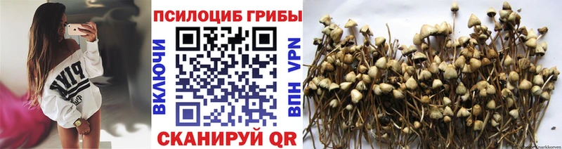 kraken онион Уфа Псилоцибиновые грибы GOLDEN TEACHER